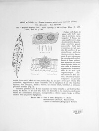 Septoria didyma image